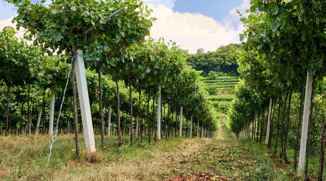 Marano di Valpolicella