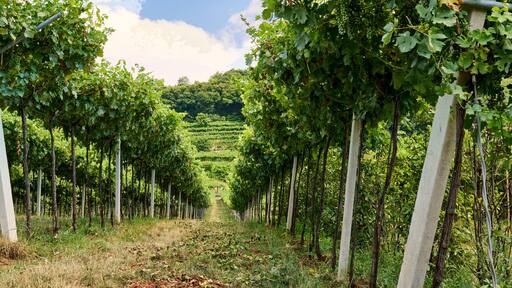 マラーノ ディ ヴァルポリチェッラ