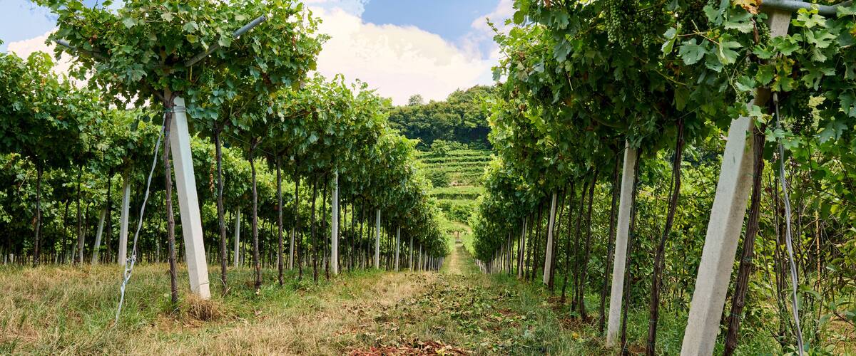 A vineyard with rows of grapevines and a clear sky.