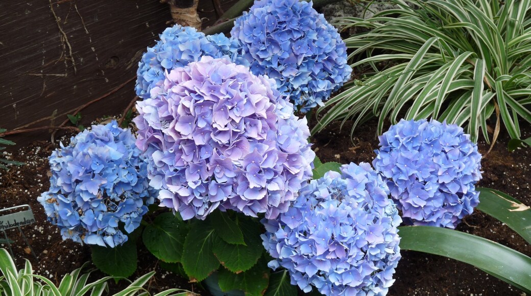 Regina Floral Conservatory showing wildflowers