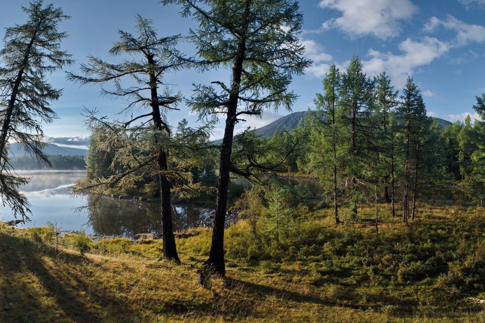 Un bosc amb arbres alts, un llac i muntanyes al fons.