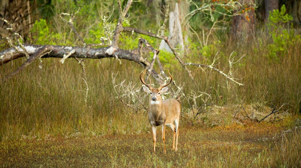 USA, Georgia, Savannah. Buck in the hardwood forest at Skidaway Island Sate Park.