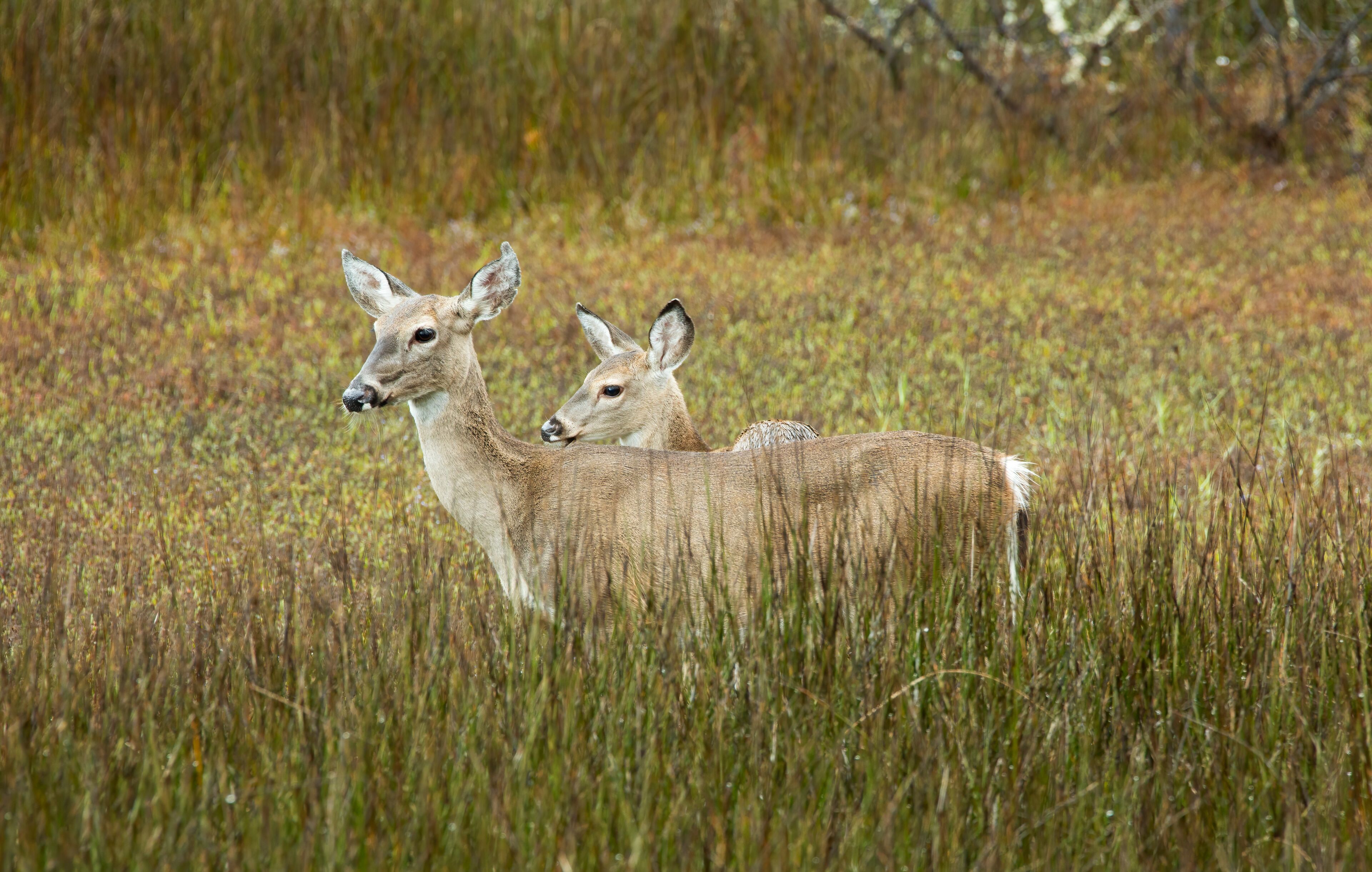 USA, Georgia, Savannah. Deer in the hardwood forest at Skidaway Island State Park.