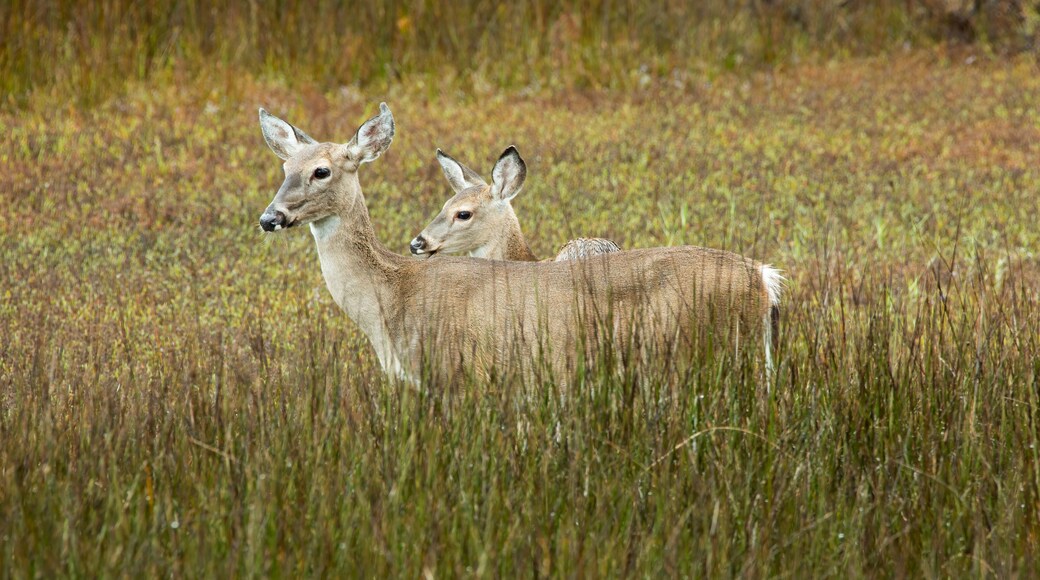 USA, Georgia, Savannah. Deer in the hardwood forest at Skidaway Island State Park.