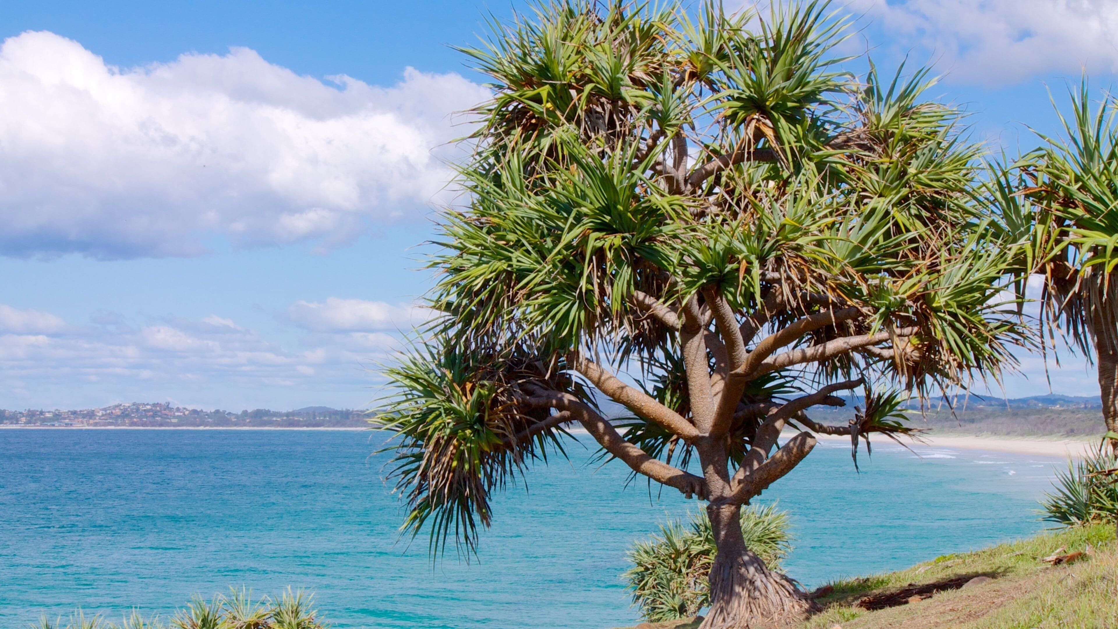Fingal Lighthouse showing landscape views and general coastal views