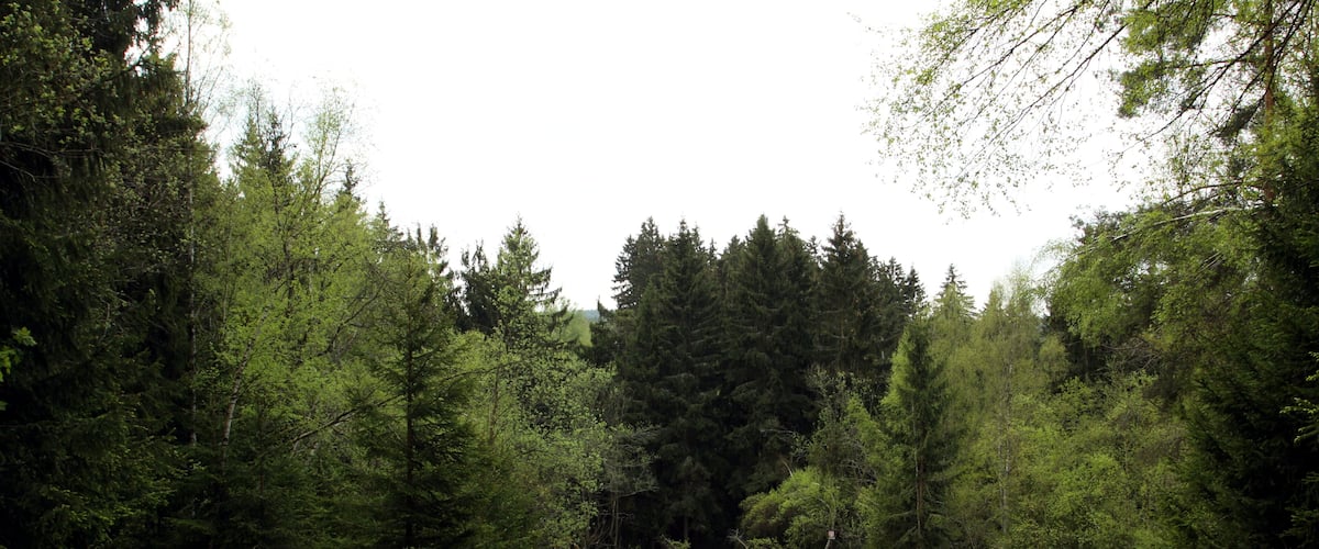 A grassy field with dense forest in the background.