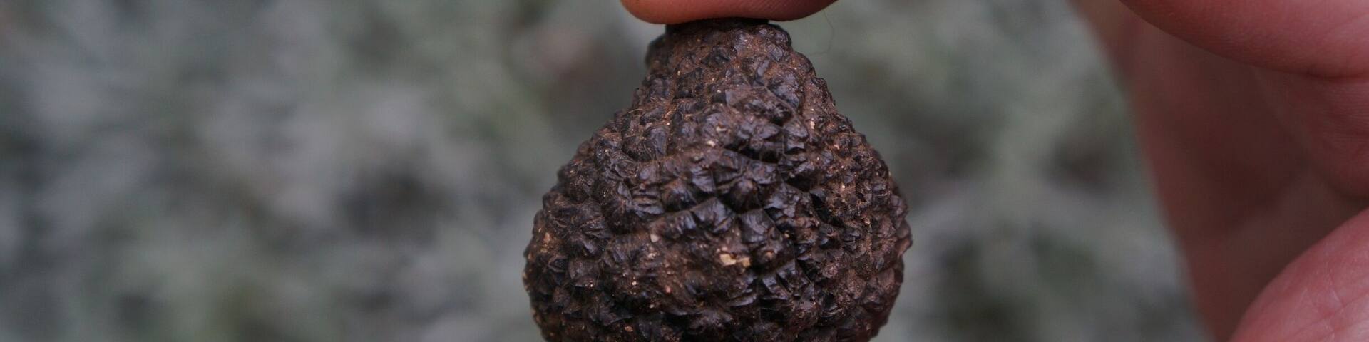 Umbria as well as other parts of Italy are known for truffles, black and white winter truffles are the best and have the best flavour. Another reason to visit #Italyinwinter http://www.acooknotmad.com/2015/01/italy-winter.html #fabro #truffles #italy #Europe #umbria #Delicious Photo Challenge