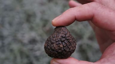 Umbria as well as other parts of Italy are known for truffles, black and white winter truffles are the best and have the best flavour. Another reason to visit #Italyinwinter http://www.acooknotmad.com/2015/01/italy-winter.html #fabro #truffles #italy #Europe #umbria #Delicious Photo Challenge