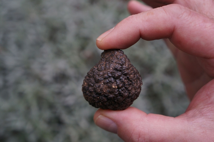 Umbria as well as other parts of Italy are known for truffles, black and white winter truffles are the best and have the best flavour. Another reason to visit #Italyinwinter http://www.acooknotmad.com/2015/01/italy-winter.html #fabro #truffles #italy #Europe #umbria #Delicious Photo Challenge