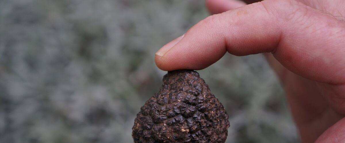 A hand holding a dark, textured object.
