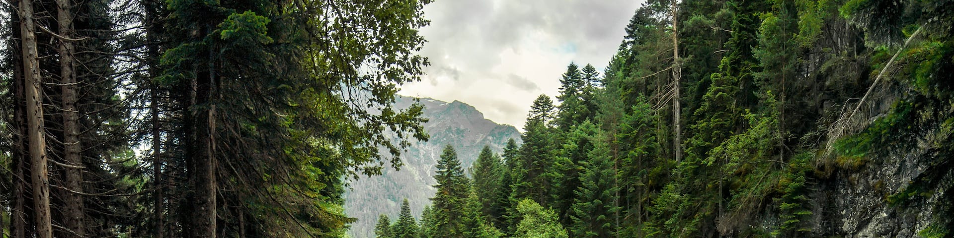 A forested area with a person standing on a fallen tree near a rushing river.