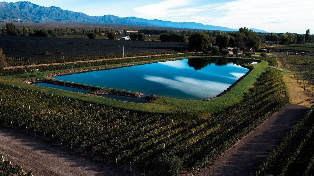 A vineyard with rows of grapevines, a central pond, and mountains in the background.