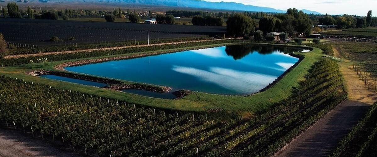 A vineyard with rows of grapevines, a central pond, and mountains in the background.