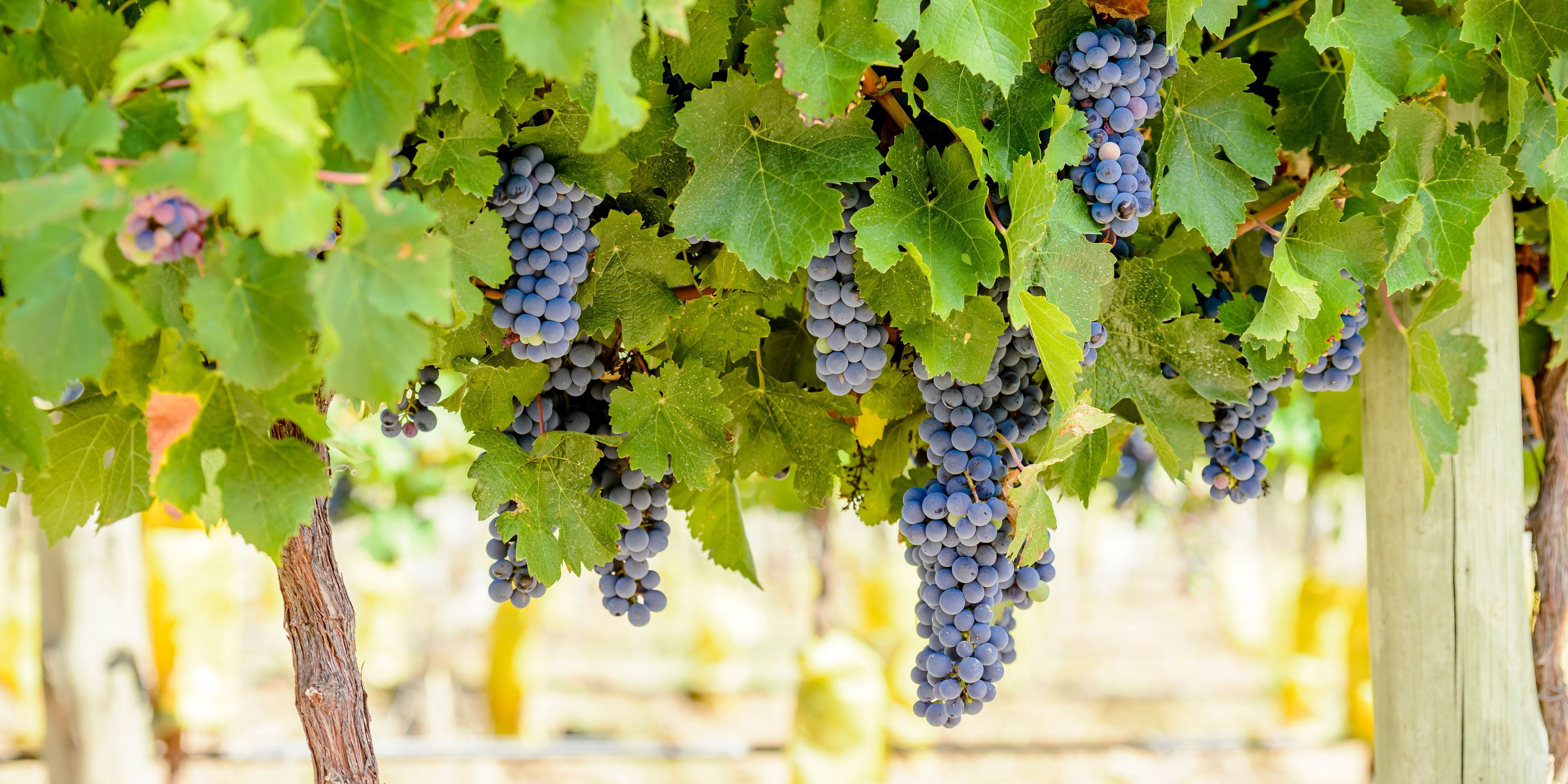 Clusters of dark purple grapes hanging from green leaves on a vine.