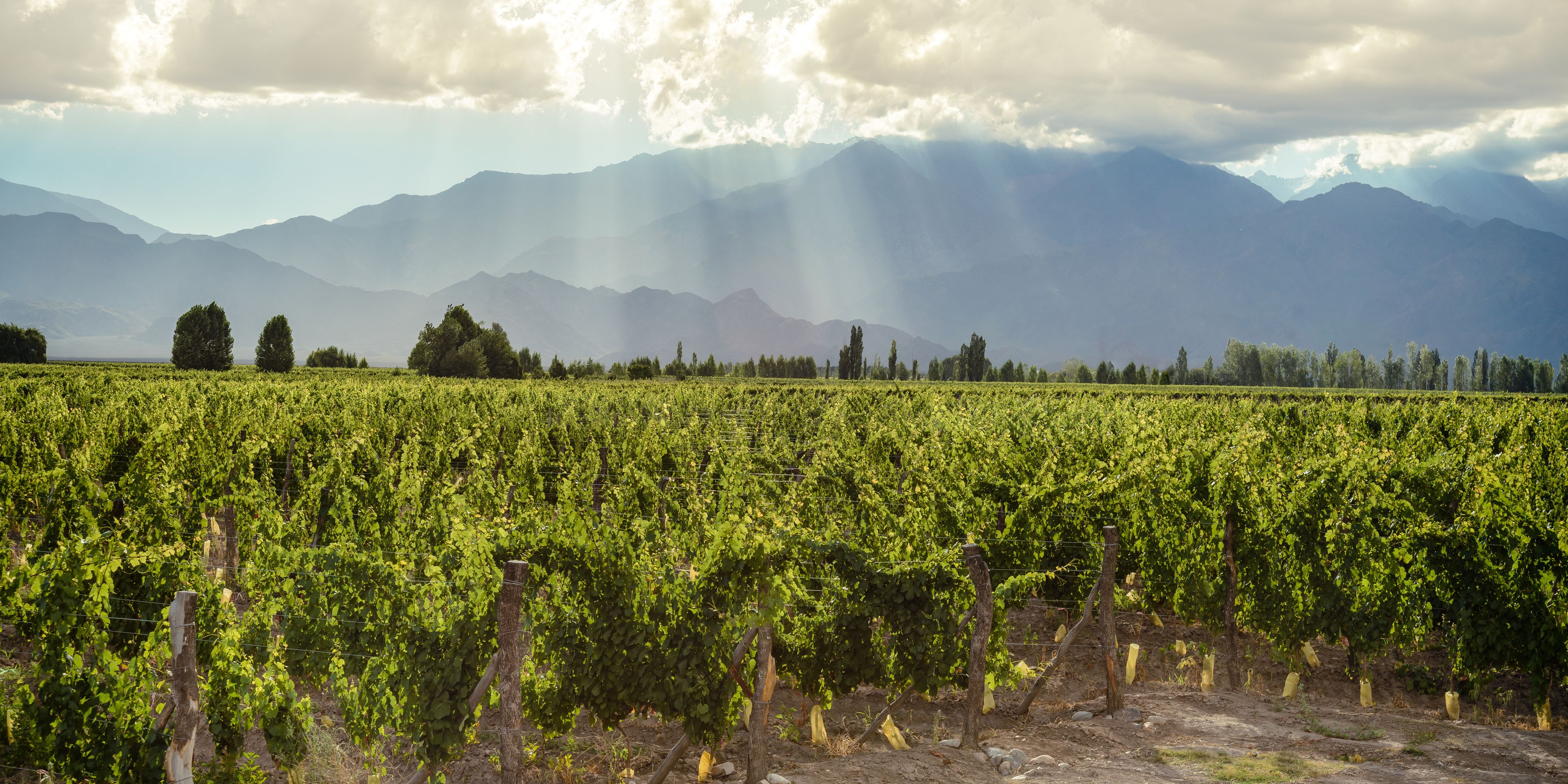 A vineyard with rows of grapevines, a mountain range in the background, and a cloudy sky.