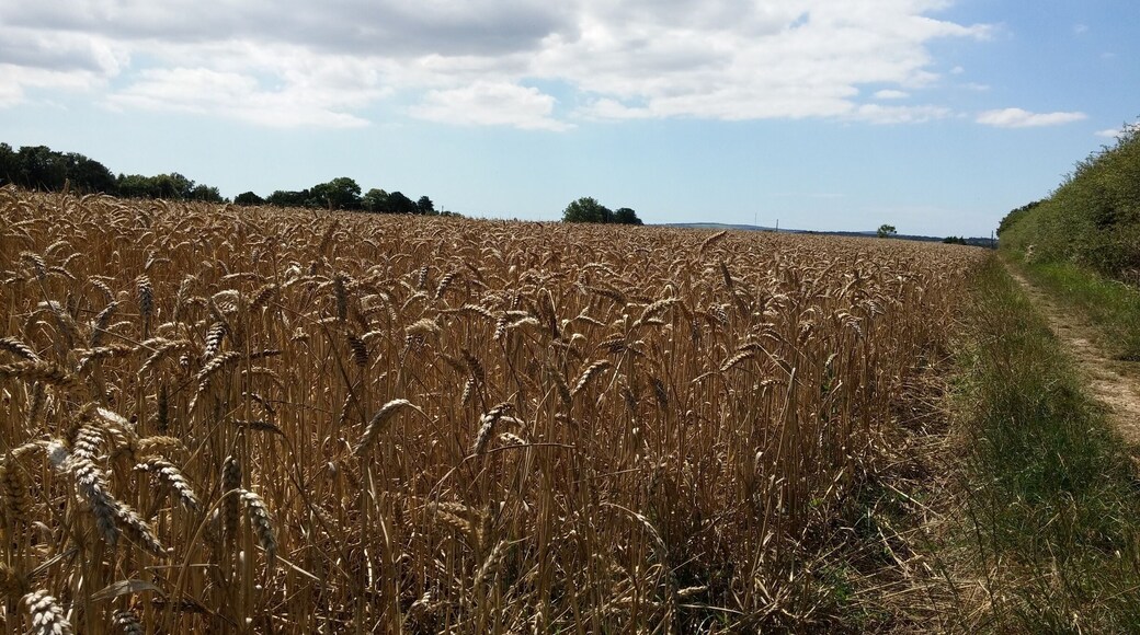 A crop of wheat.