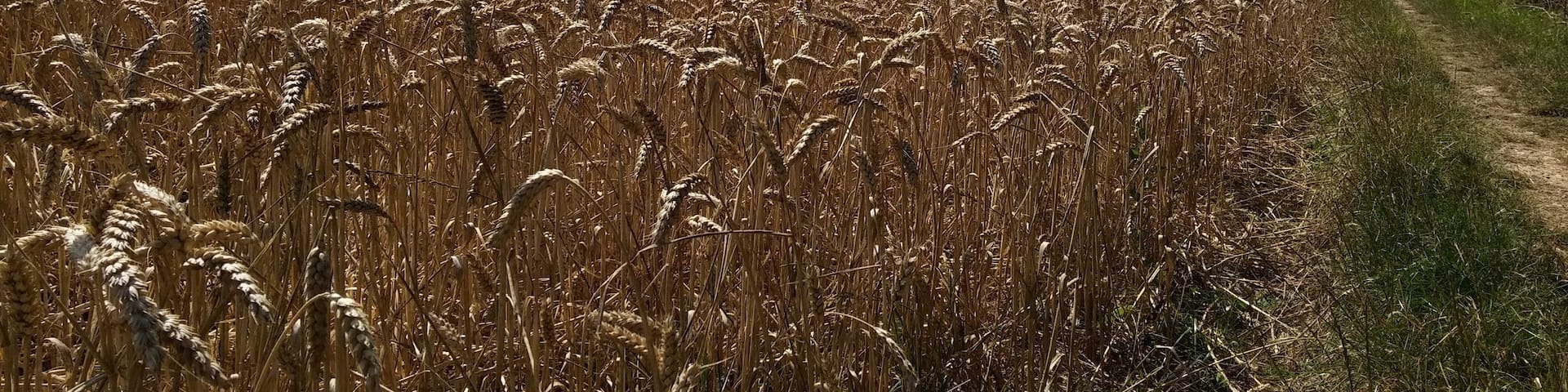 A crop of wheat.
