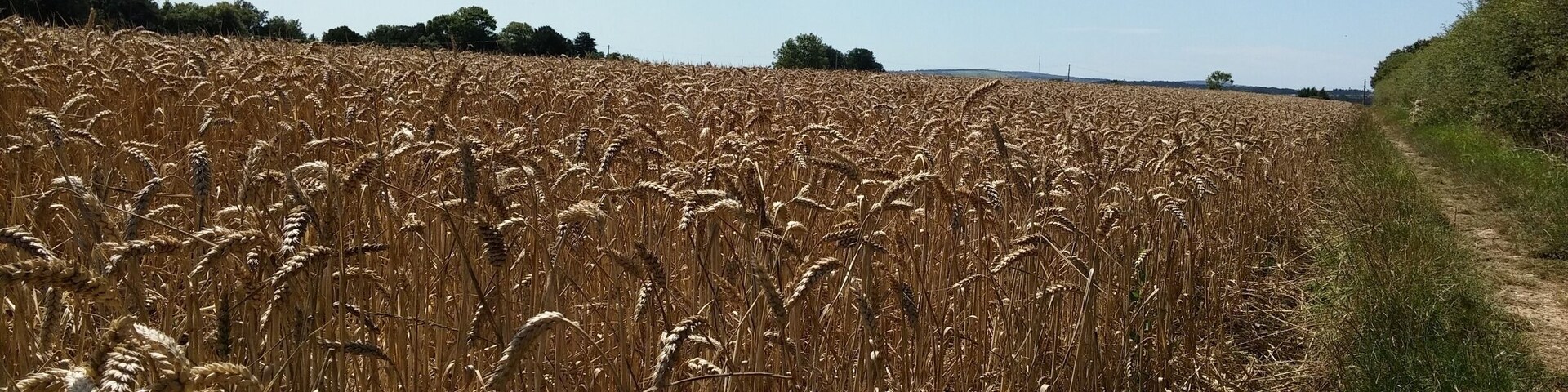 A crop of wheat.