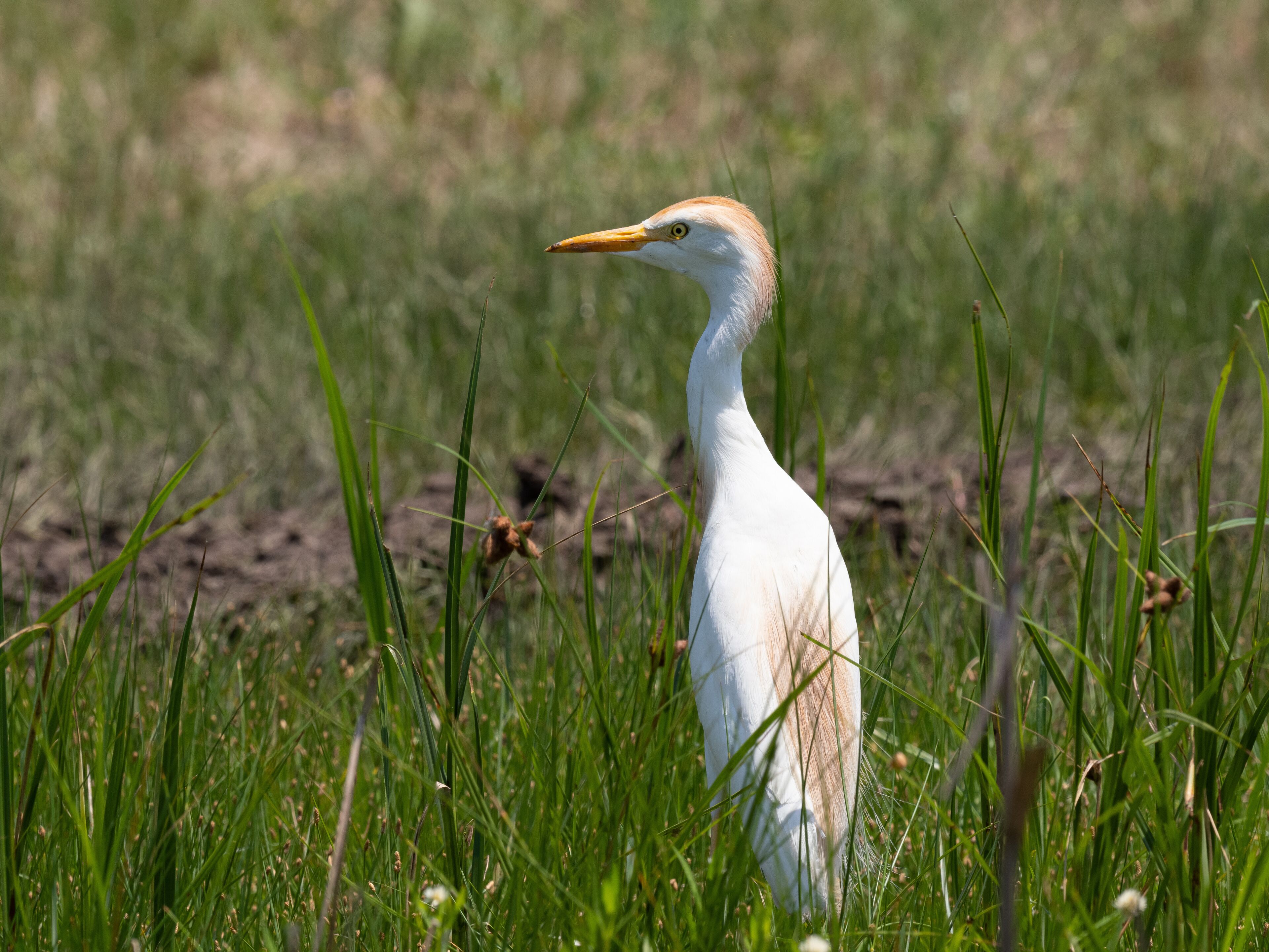 Close Up of a Cattle Egret Standing in Field, Facing Left