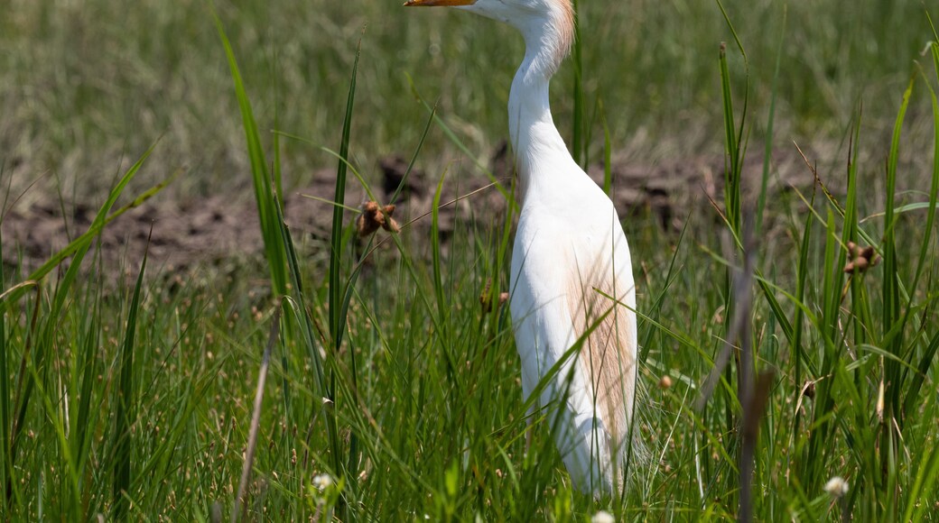 Close Up of a Cattle Egret Standing in Field, Facing Left