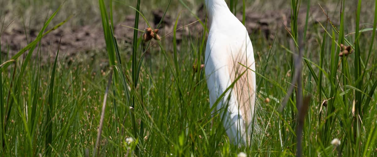 Close Up of a Cattle Egret Standing in Field, Facing Left