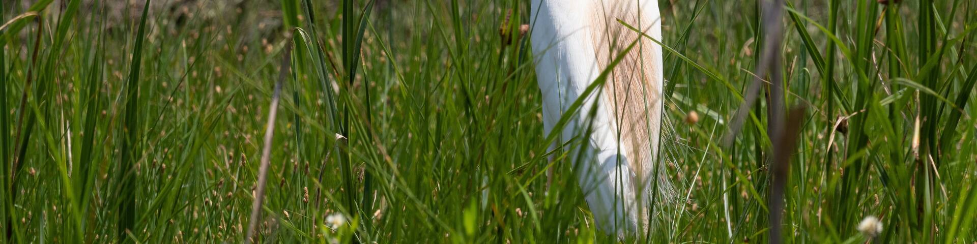 Close Up of a Cattle Egret Standing in Field, Facing Left
