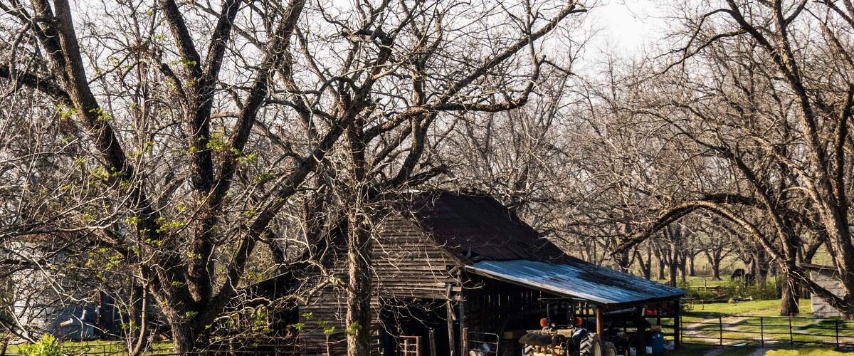 A rustic wooden barn with a blue roof, surrounded by leafless trees and a dirt path.