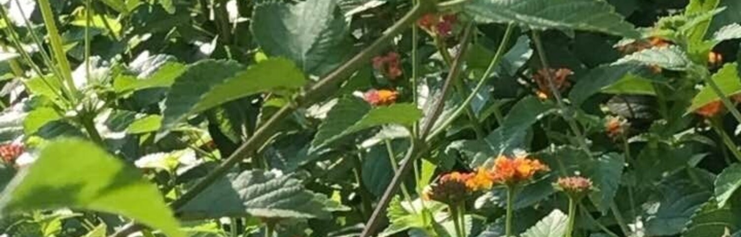 Ein Schmetterling mit gelb-schwarzen Flügeln ruht auf orangefarbenen Blüten zwischen grünem Laub.