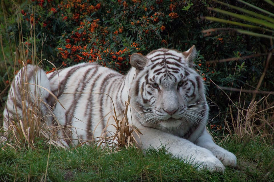 A white tiger lying in grass with red berries in the background.