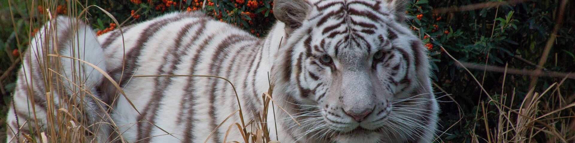 Closeup portrait of a white Bengal tiger lying in green grass at la Fleche zoo in France