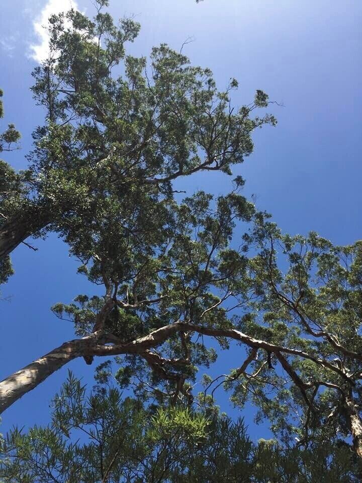 #BVSBlue
Looking up from Lake Cave Mammoth reserve .. a beautiful moment through the tree's.