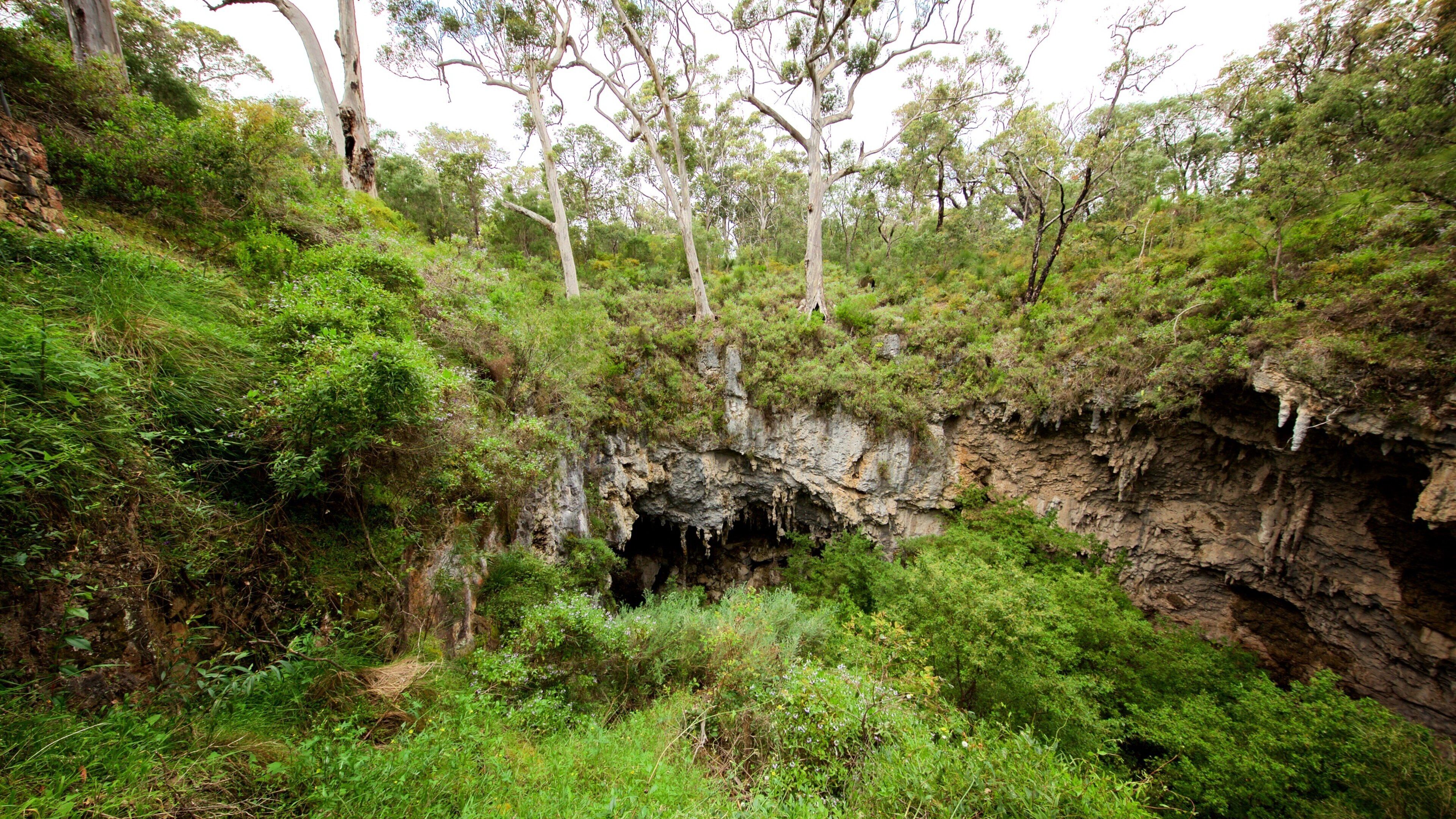 Boranup featuring forests and caves