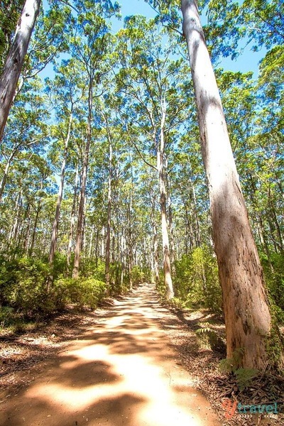 Take a lovely scenic driving through the tall timber Karri Forest at Boranup, just south of Margaret River in Western Australia.
The area is part of the Leeuwin-Naturaliste National Park, and the karris can reach 60 metres or more in height.