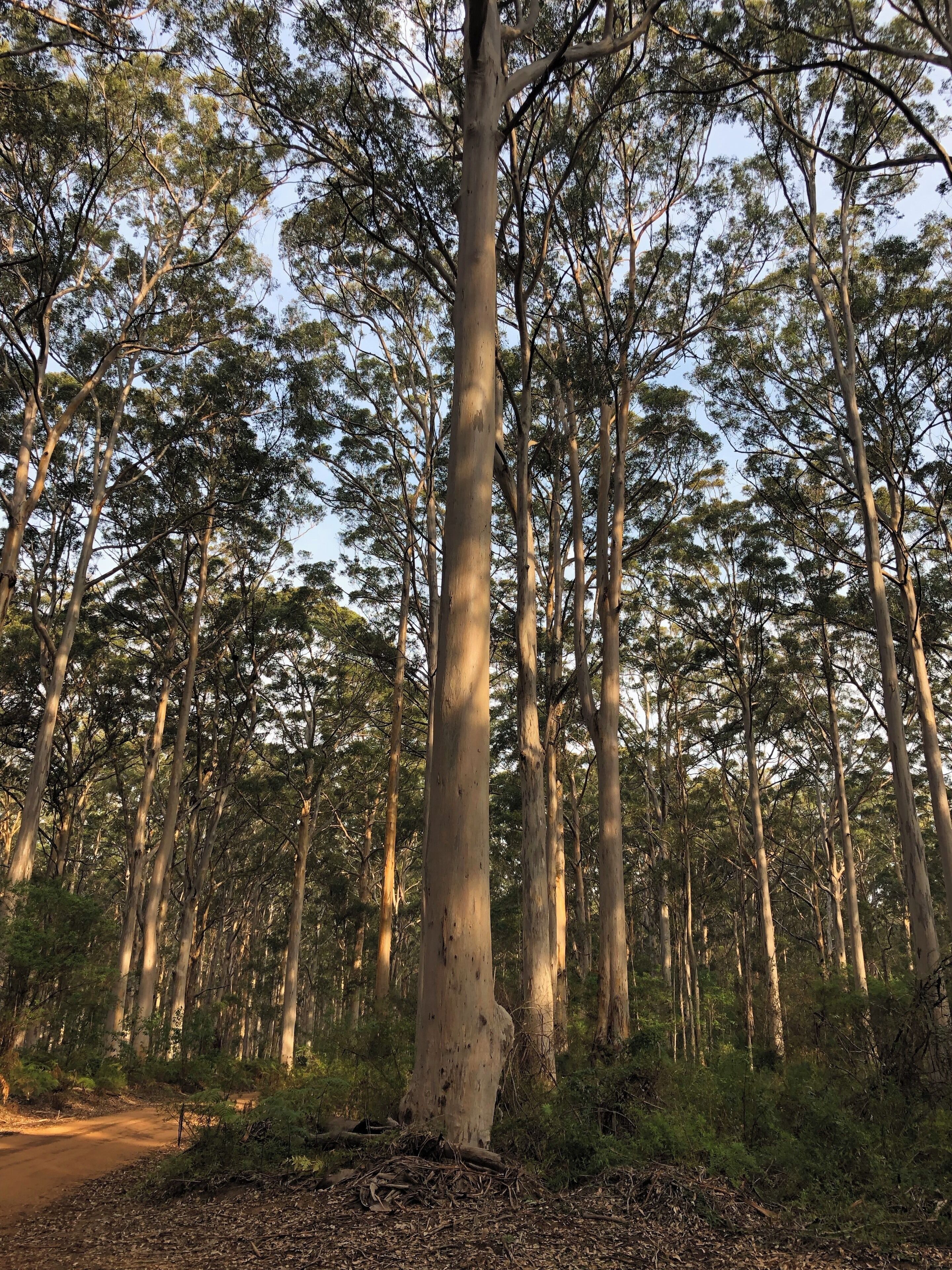 Also known as the magic corner, beautiful Karri forest in south west Western Australia. Spectacular drive with plenty of wineries, cafes and caves to explore in the area.