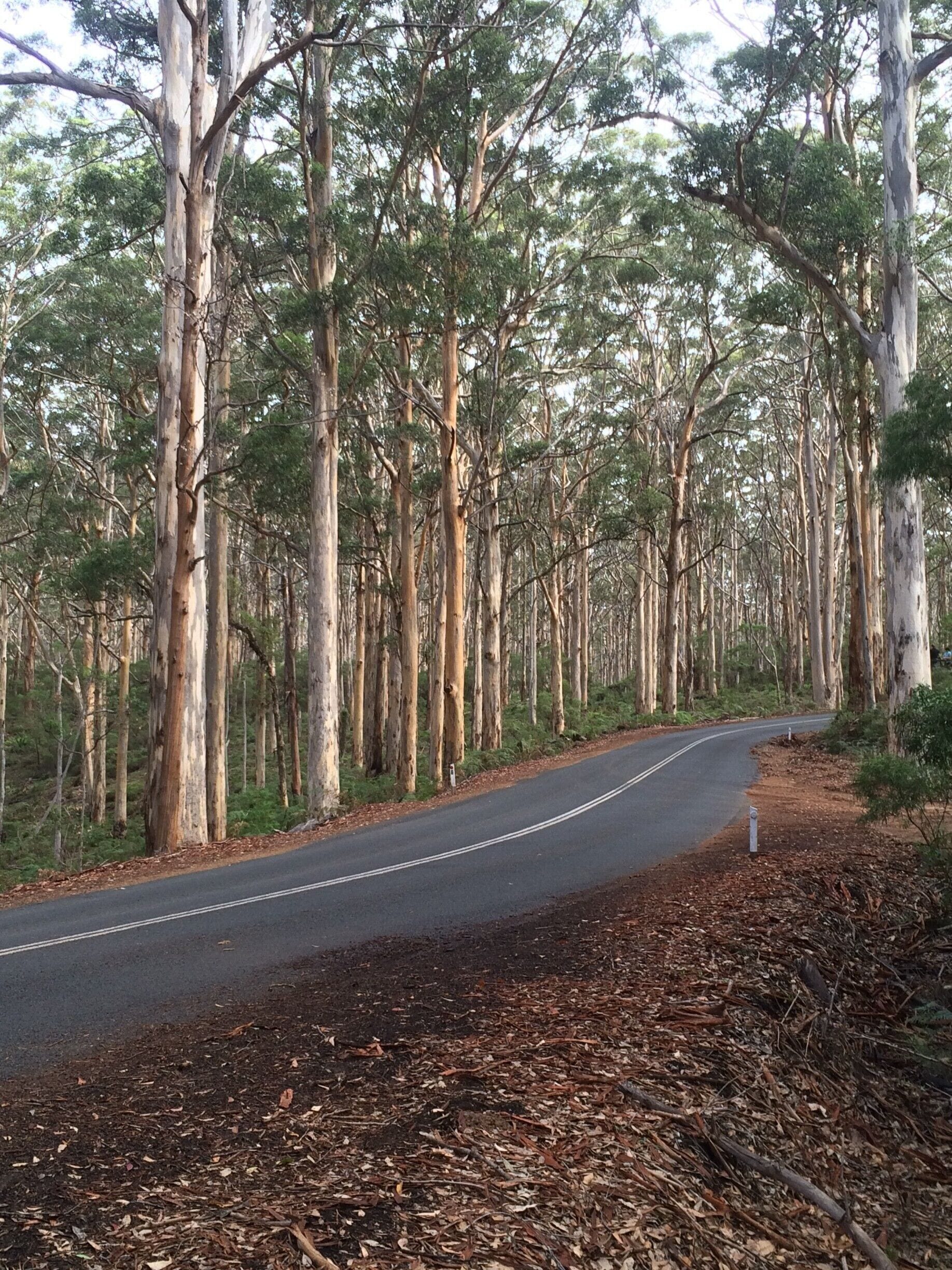 When exploring the Margaret River region south of Perth, WA make sure to spend some time enjoying the Boranup Forest along the way! #SMDdoesOZ #WesternAustralia #Australia