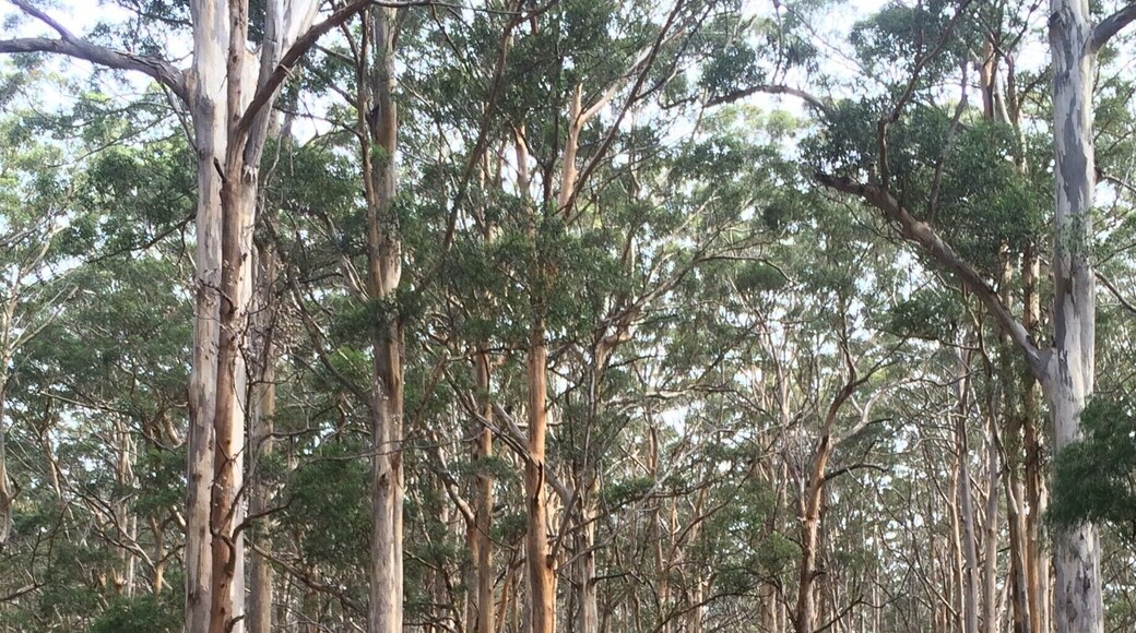 When exploring the Margaret River region south of Perth, WA make sure to spend some time enjoying the Boranup Forest along the way! #SMDdoesOZ #WesternAustralia #Australia