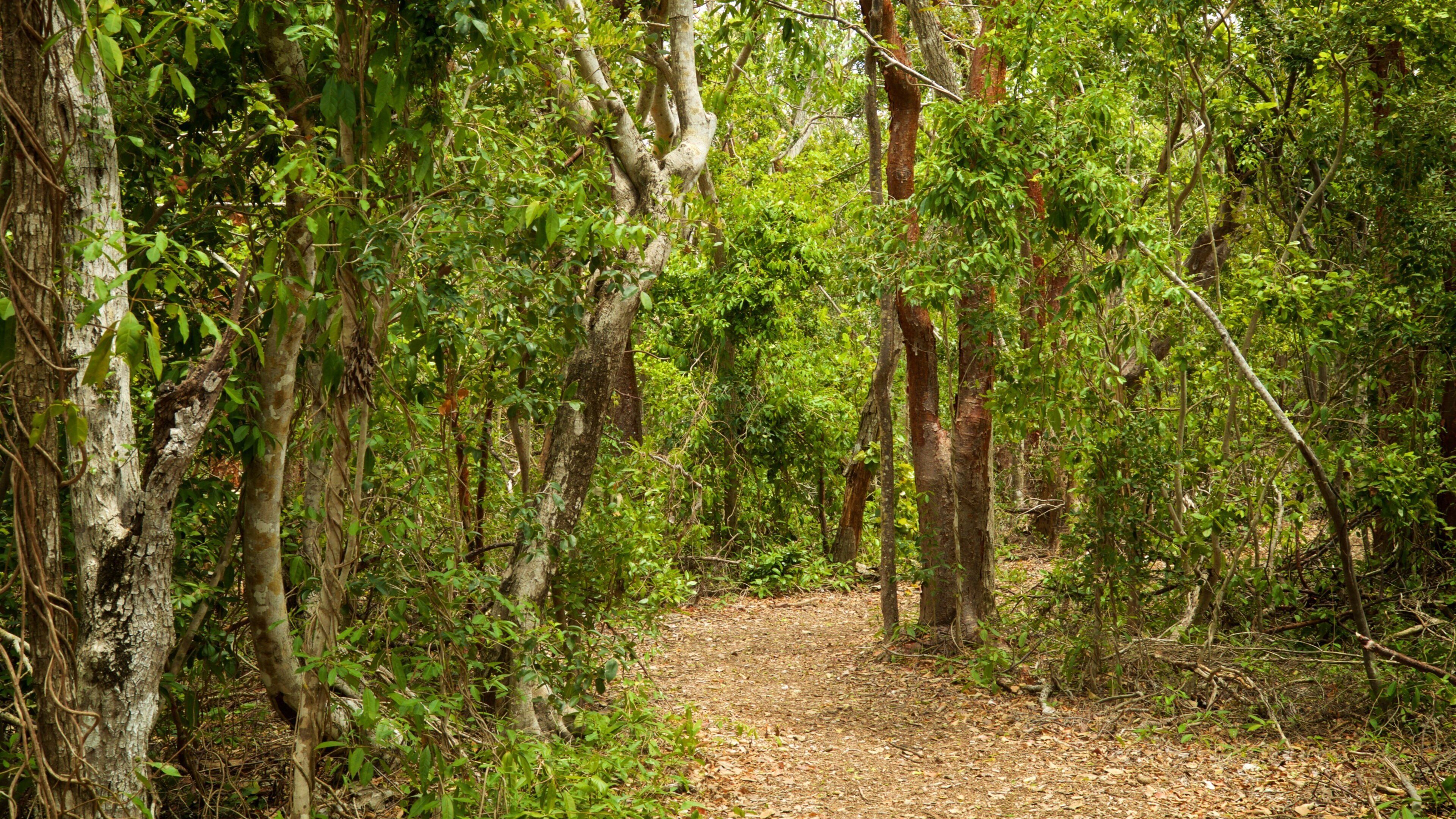 Windley Key Fossil Reef Geological State Park which includes forest scenes and a garden