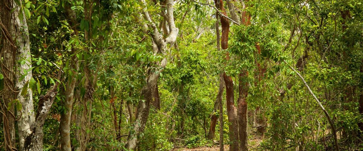 Windley Key Fossil Reef Geological State Park which includes forest scenes and a garden