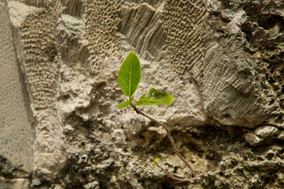 Uma pequena folha verde brotando em uma superfície áspera e texturizada.
