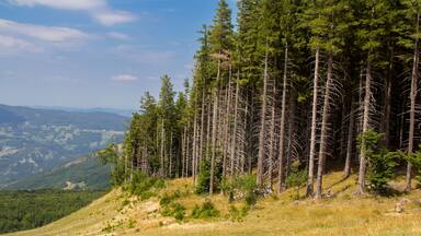 Beautiful panoramic view in summer on Monte Cimone near Lake Ninfa. Landscape of the Tuscan-Emilian Apennines of Sestola, province of Modena, Italy