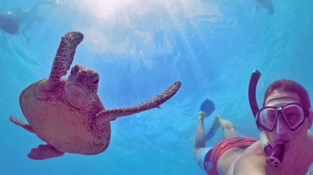 It's not a Tuesday without turtles! 🐢☀️🌴😂
#TurtleTuesday #GoProANZ #thisisqueensland #seeaustralia #lovethereef
#bestof5