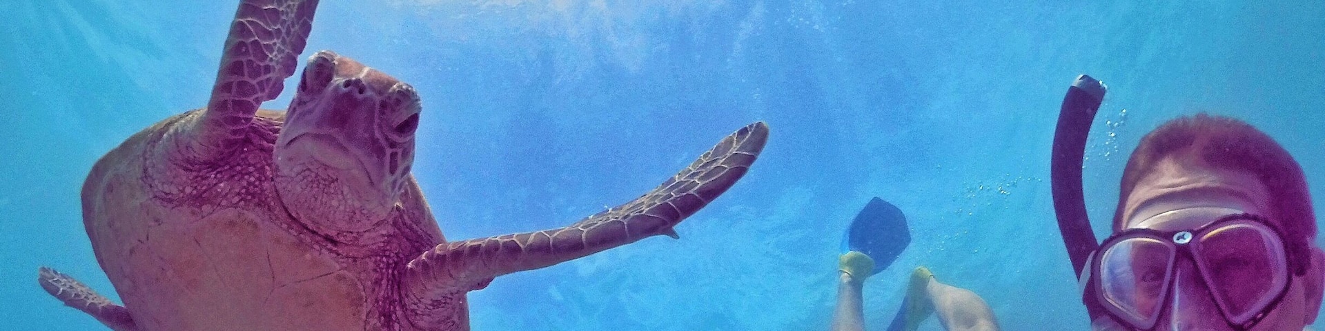 It's not a Tuesday without turtles! 🐢☀️🌴😂
#TurtleTuesday #GoProANZ #thisisqueensland #seeaustralia #lovethereef
#bestof5