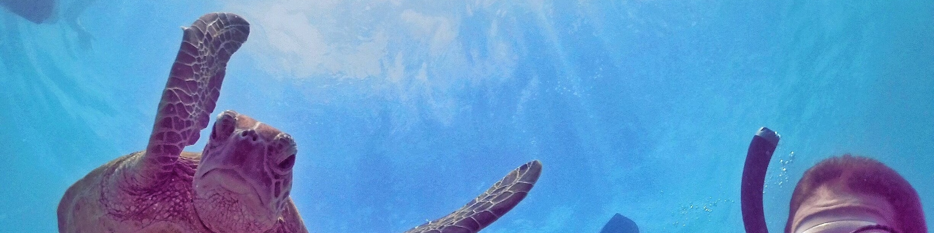 It's not a Tuesday without turtles! 🐢☀️🌴😂
#TurtleTuesday #GoProANZ #thisisqueensland #seeaustralia #lovethereef
#bestof5