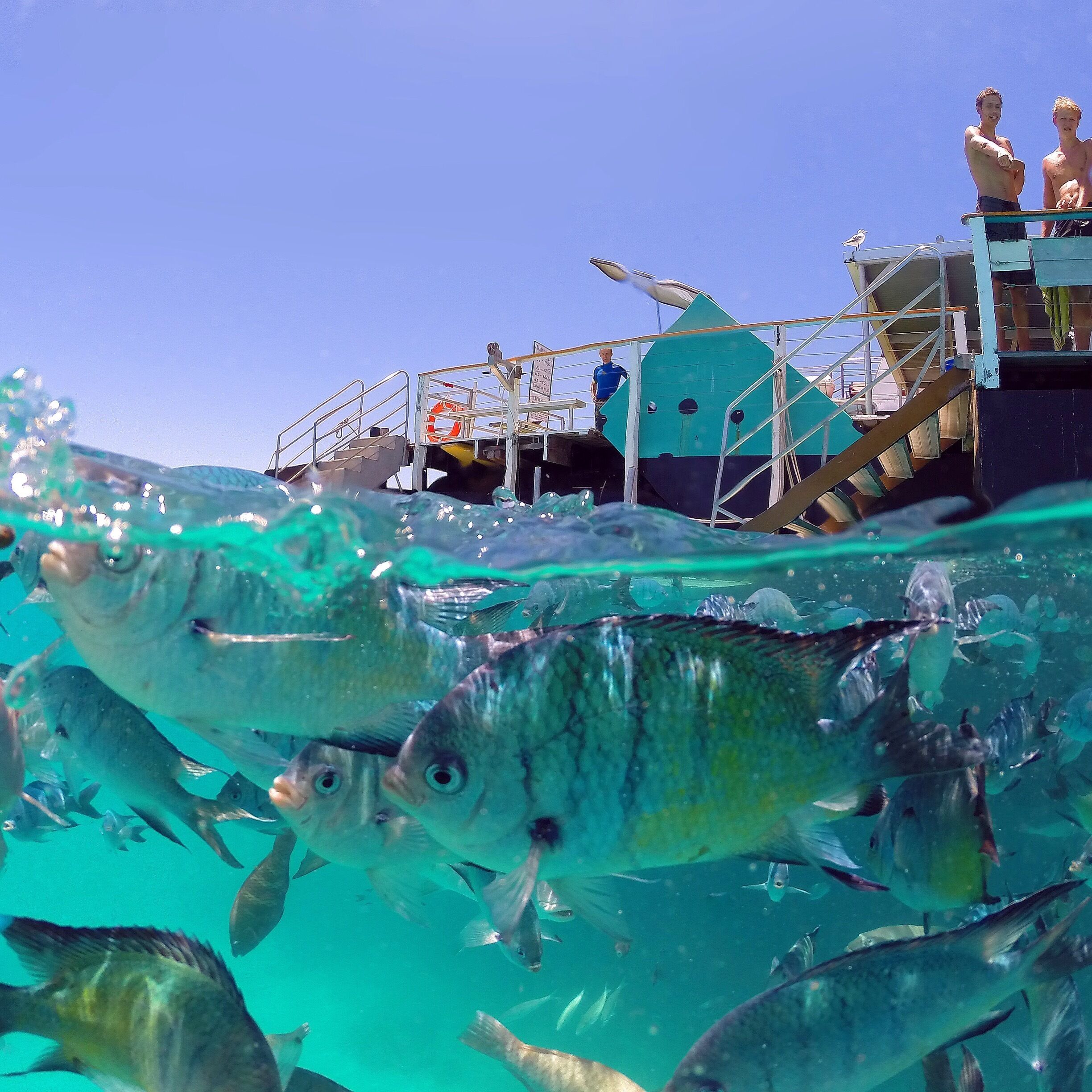 Snorkelling the amazing lagoon around Lady Musgrave Island! 😀