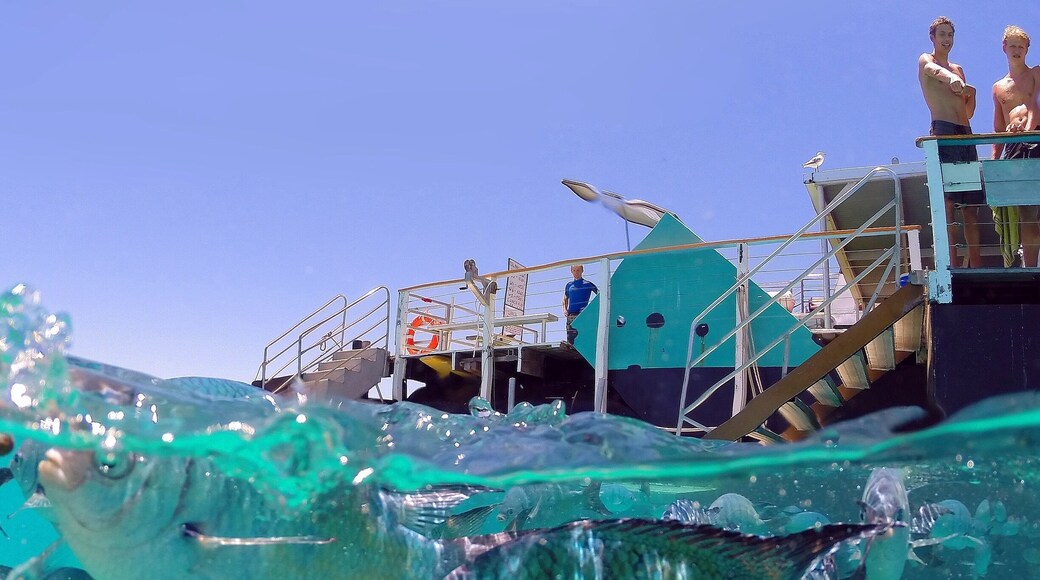Snorkelling the amazing lagoon around Lady Musgrave Island! 😀
