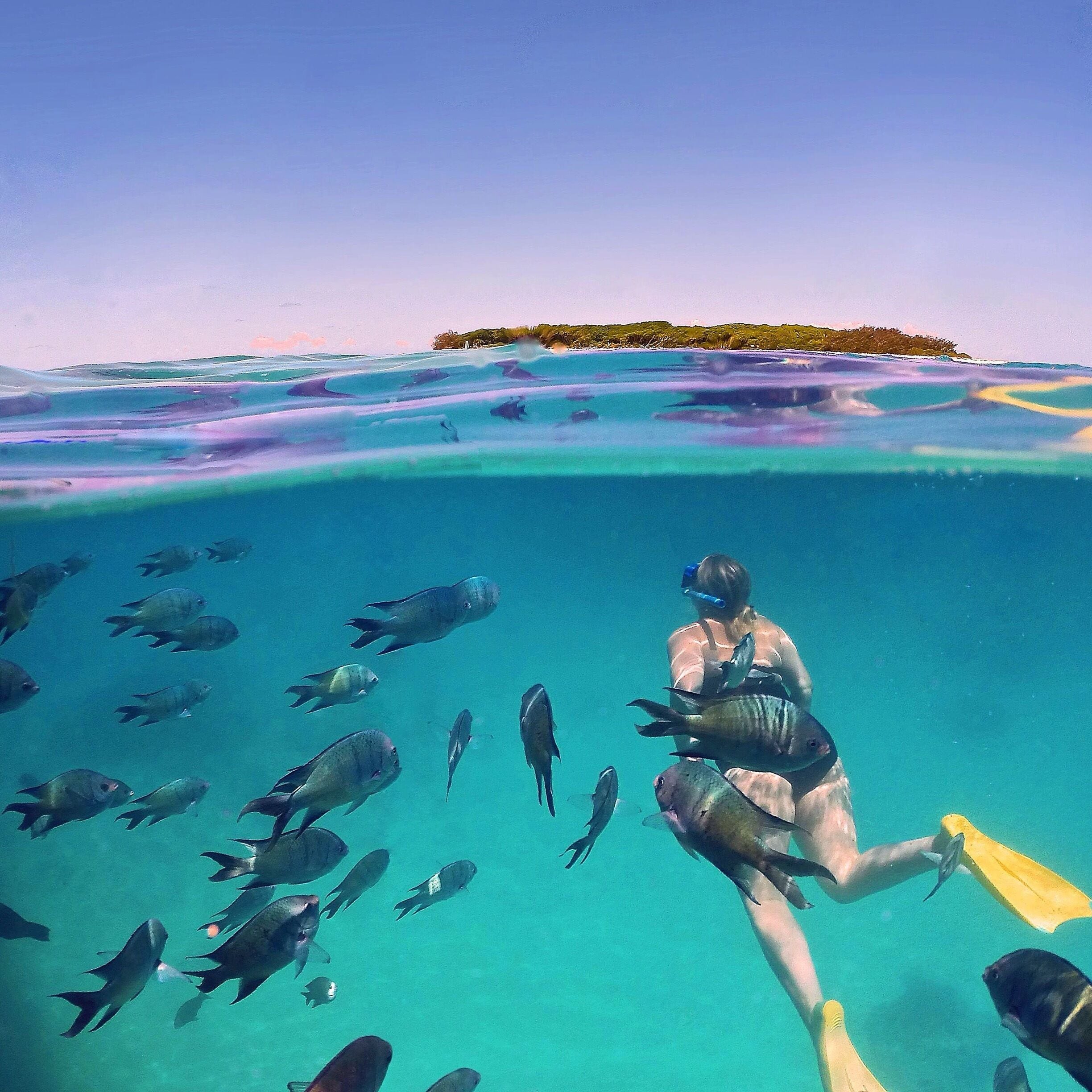 A diver swimming with fish in clear blue water, surrounded by a tropical island.