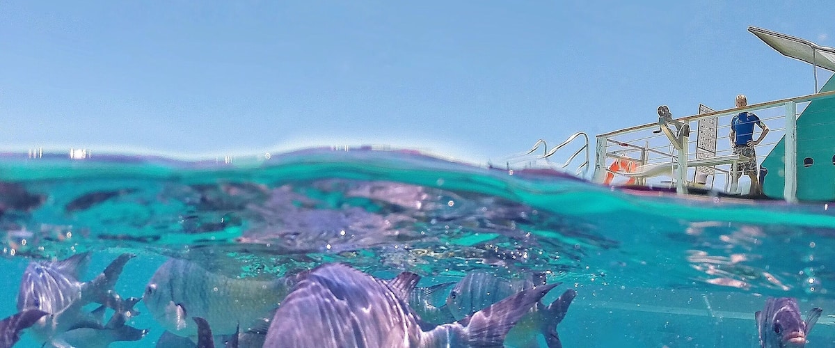 A school of fish swimming in clear turquoise water near a boat with a green canopy.