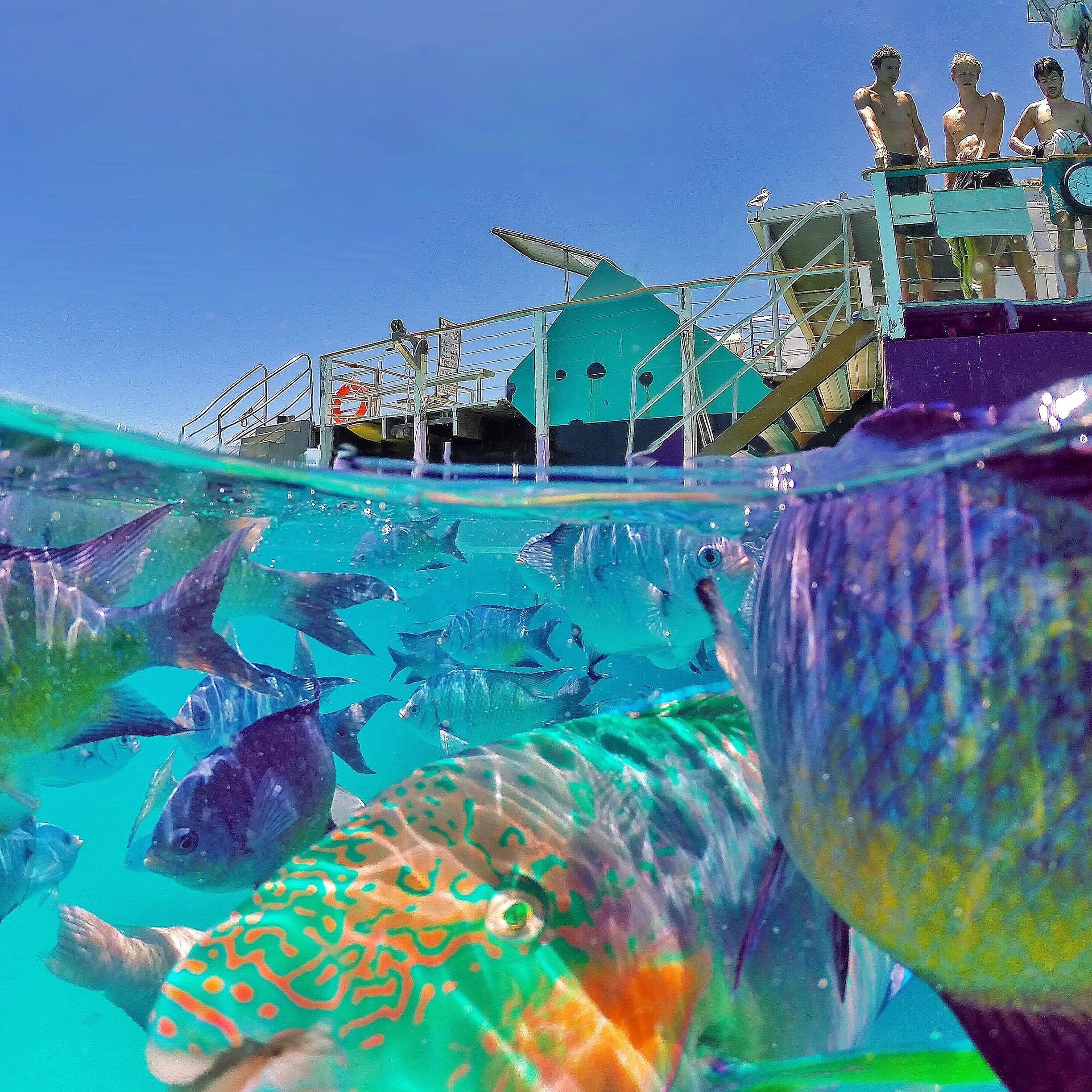 One of my all time favourite @GoPro photos from Lady Musgrave Island, incredible what this camera can do! 📷☀️🐠🐟🌴😀
#GoPro #GoProAU #visitgladstone #thisisqueensland #seeaustralia #southerngreatbarrierreef 