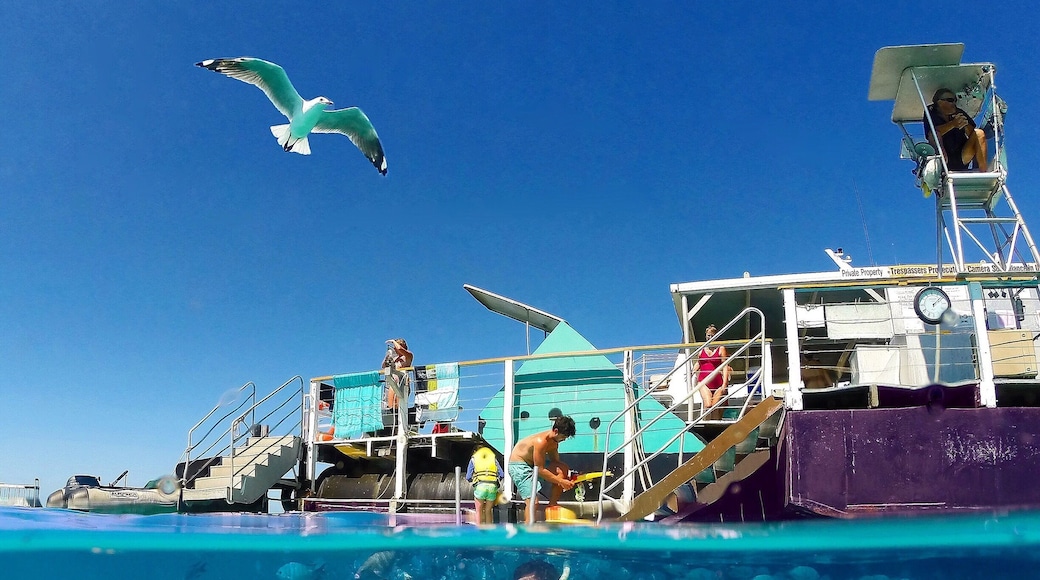 Snorkelling the fantastic lagoon around Lady Musgrave Island!