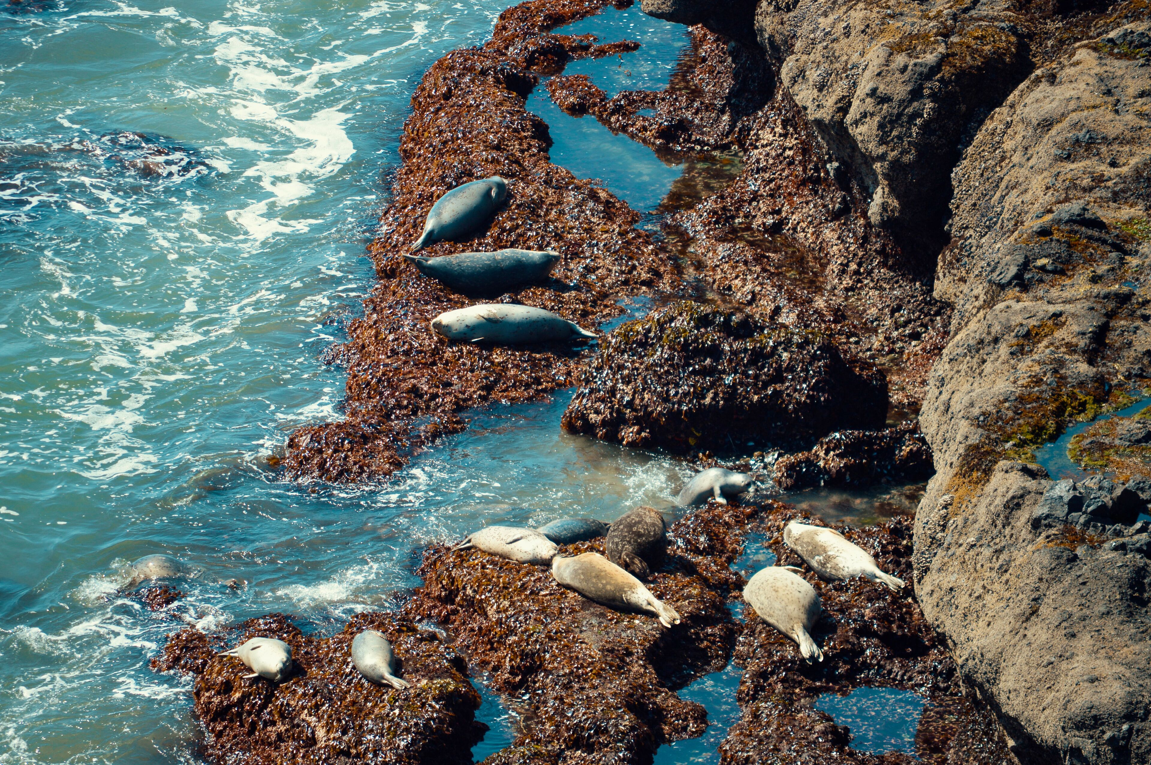 Seals resting on rocky shore on Pacific Ocean, West Coast USA